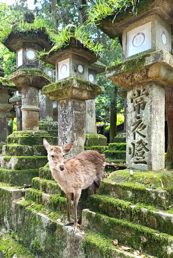 Le gardien du sanctuaire