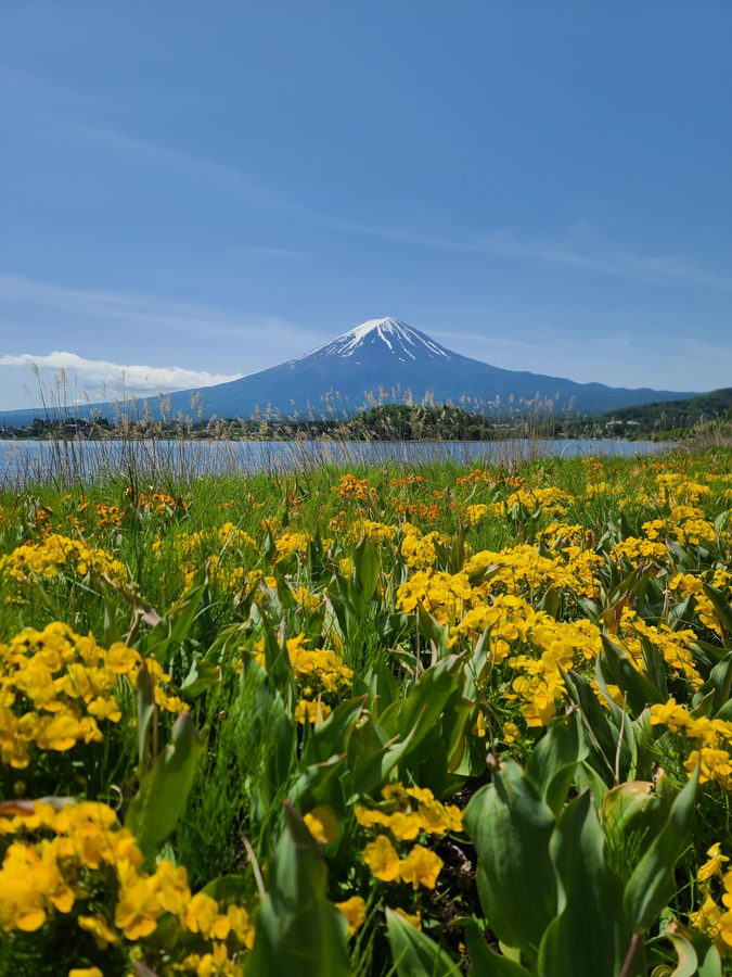 Fuji sous les fleurs