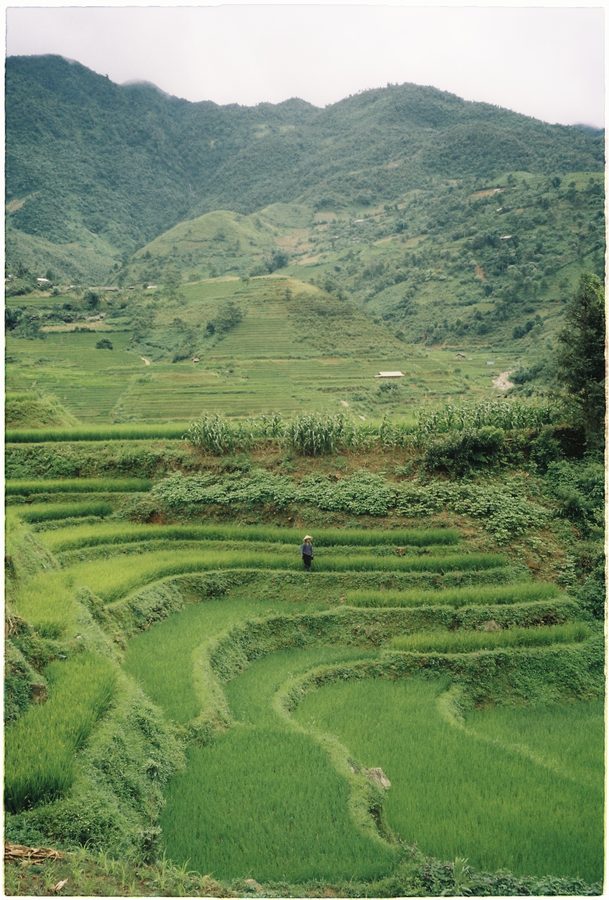 L'homme des rizières