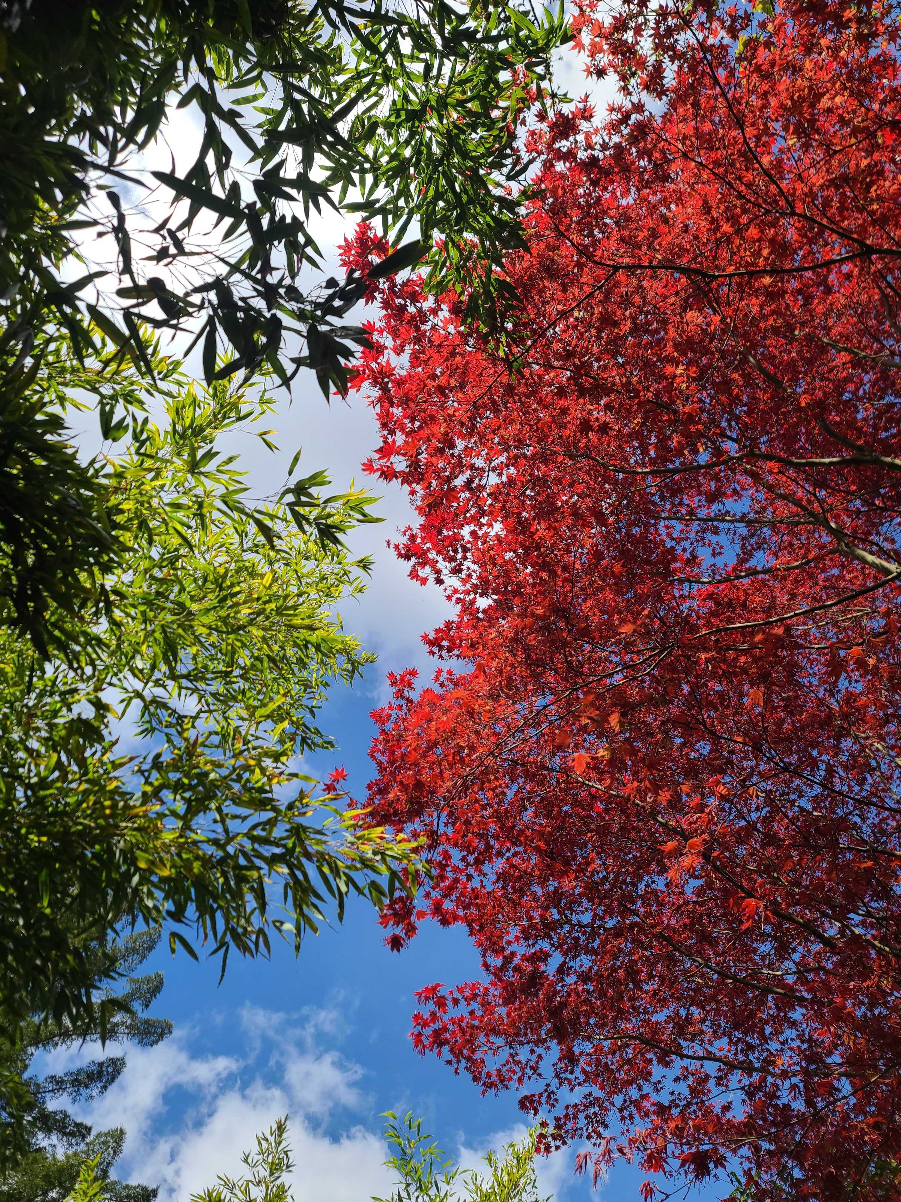 Un mélange de couleur